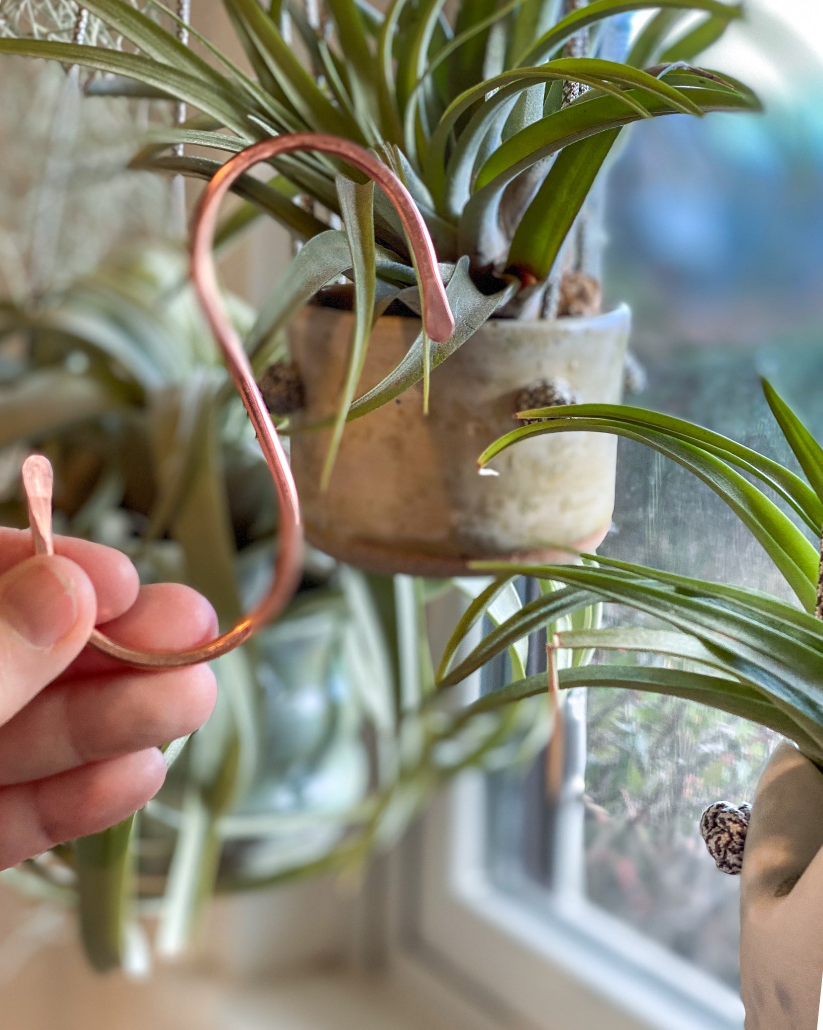 Hanging Planters for Air Plants